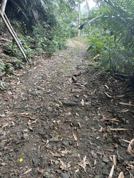 20251108西阿里關山步道(小林村東側登山口啟登)2933487