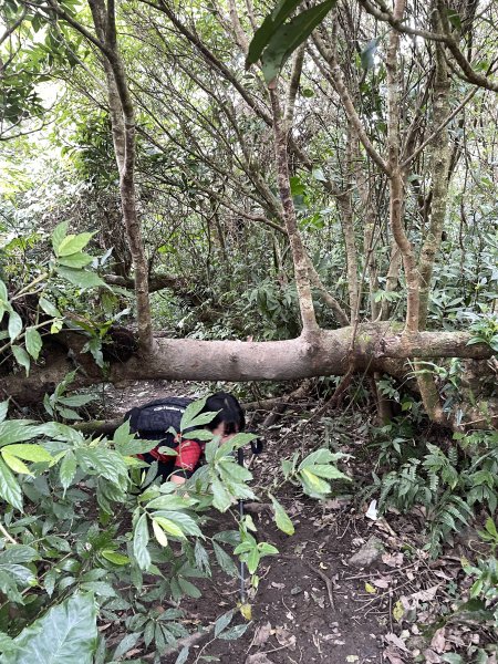 小百岳｜屏東獅子鄉女仍山1606855