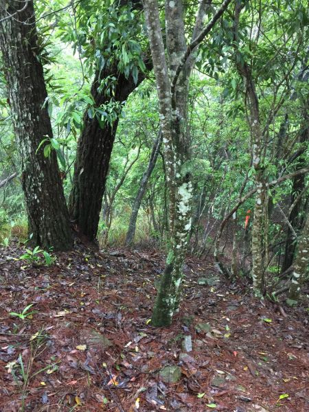 無緣東卯山~意外遇見佳保台山128093