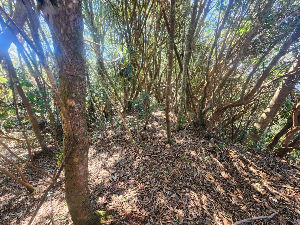 20250216水社大山潭南線2746132