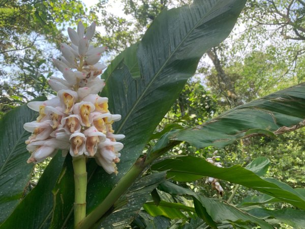 大崎棟古道、騎龍古道2772259