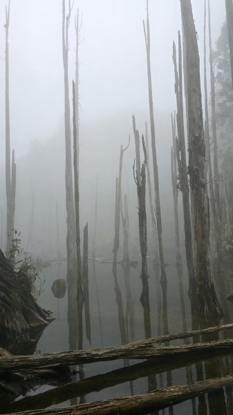 忘憂森林有一種美無法形容，雲霧繚繞，水氣朦朧，全台入園數第一名的森林遊樂區，溪頭自然教育園區2729339