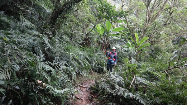 獵貍尖步道連走烏塗溪步道登山健行趣(淡蘭南路TK3-6&TK3-5&TK3-4)2404484
