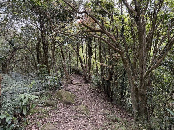 [微笑山線_第八段] 2026_0411 二格山系_筆架山南峰3035194
