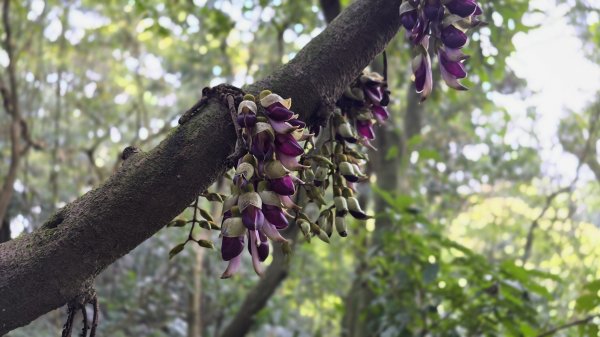 血藤秘境，步行30分鐘即可抵達，鳶山血藤大爆發，最佳賞花期只有7天，要去要快，鳶溪縱走2758578
