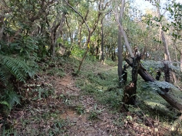 基隆市/萬里區界寮縱走之三界山+三界山西峰+開眼尖山+七分寮山+瑪七產道山泉水接水亭2979598