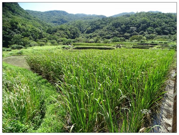 貢寮/草嶺古道683925