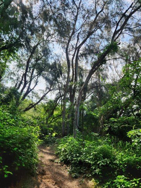 1140419龍港連走白沙屯(含好望角,牧羊古道,舊鐵道,海角樂園,山邊媽,白沙屯)2767289