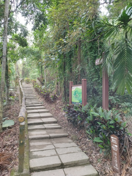 [嘉義梅山][三]梅山觀音山、樟詩苓