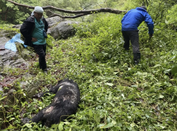 【新聞】台灣黑熊遭槍殺！陳屍地離國家公園邊界300公尺 玉管處：不排除盜獵