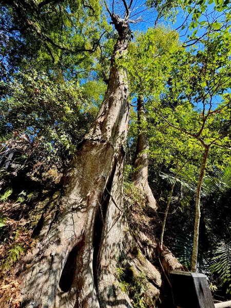 雪山坑登山步道尋巨人2978254