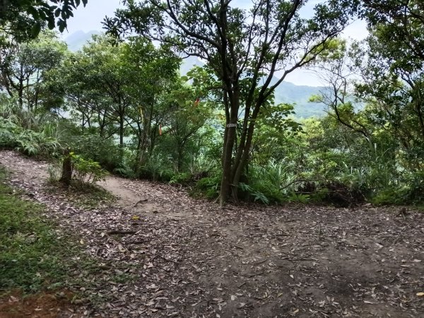 瑞芳區南子吝步道+南子吝稜+南子吝山+南子吝步道P字走2798466