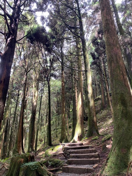 1120924阿里山塔山及水山療癒步道2642846