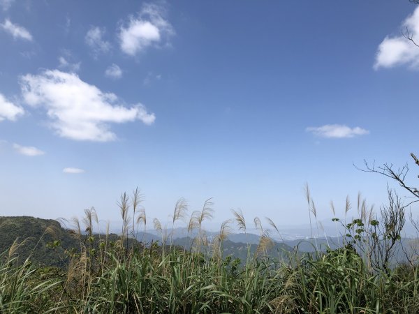 獅公髻尾山連走伏獅山接九芎坑山(玉桂嶺)912592