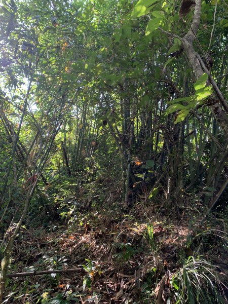 20251115台南大尖山2938094