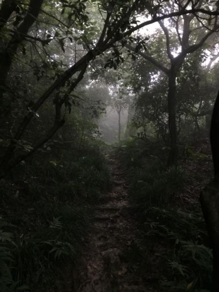 雨後柴山行390735