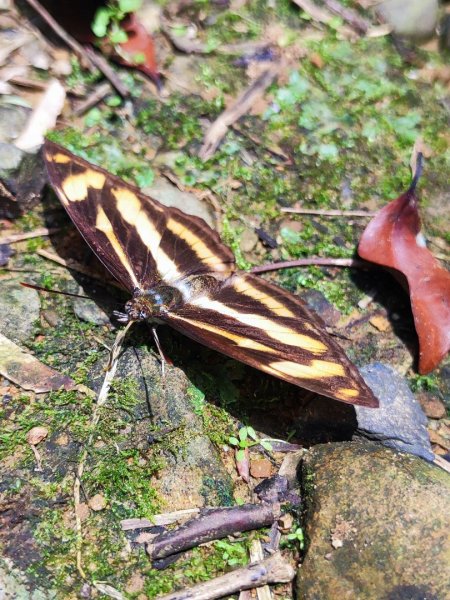 林口新林老公崎步道2773702