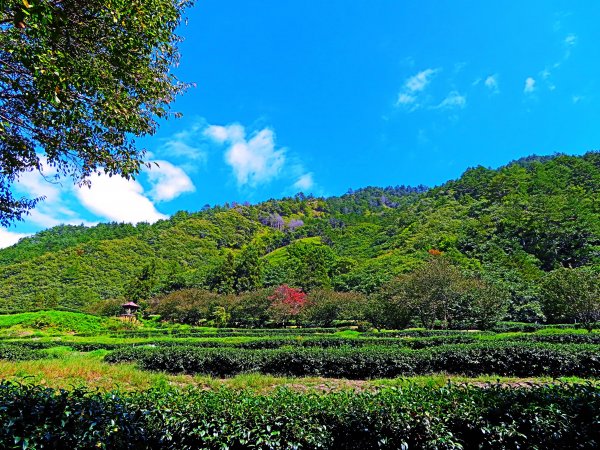 深秋武陵農場之旅（2）茶園步道447699