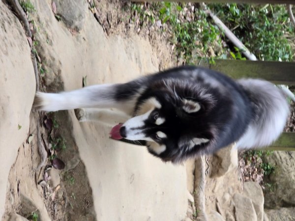 台中大坑9號／9之1／6號／7號O繞3連峰（西平山／平和山／大山母山）2709813