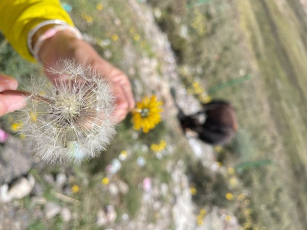 川藏33天深度之旅💙#稻城亞丁-來古冰川2901983