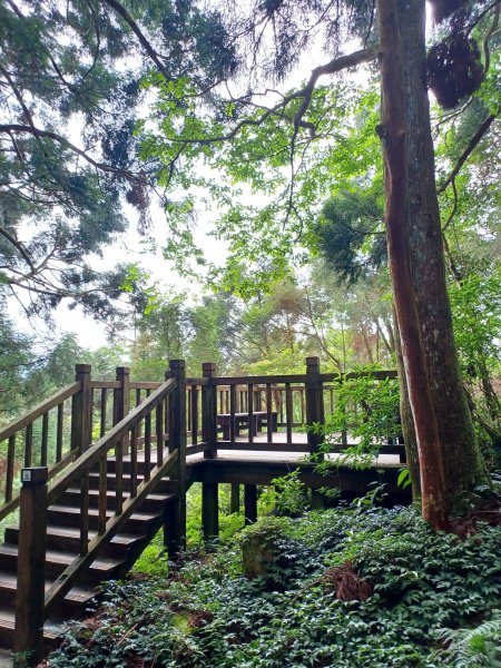 【桃園復興】台灣百大必訪步道。 東眼山森林遊樂區-東眼山自導式步道2835921