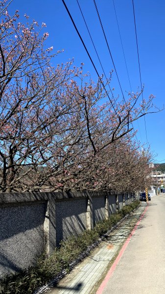 20210121-平等里櫻花+坪頂古圳+原住民文化主題公園1444713