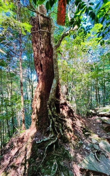 漫遊大雪山森林 訪尋雪山大小神木 快閃天池2923243