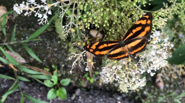 華山步道群1423600