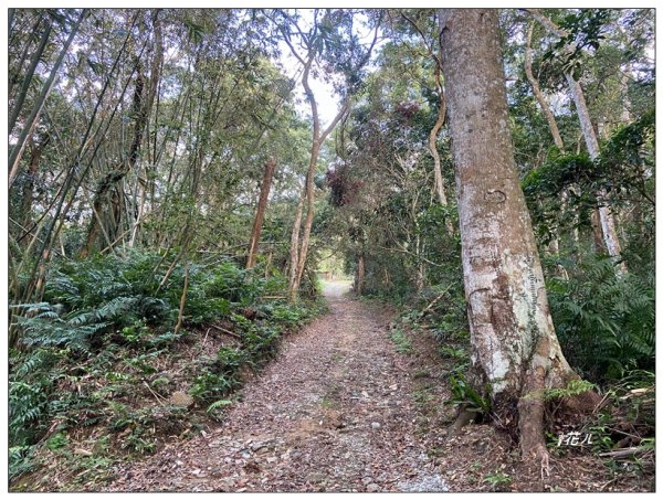 頭寮山、內湳溝山、牛角湳西南峰O型連走2738985