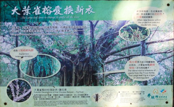拳頭姆自然步道輕鬆行792634