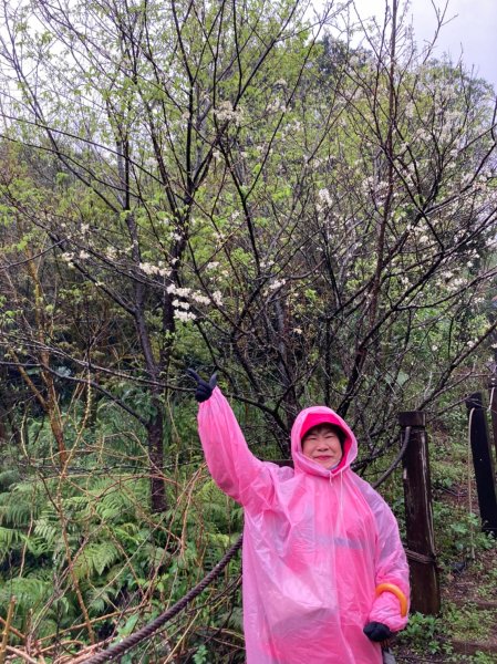 雨中漫步淡水跤頭趺崙步道、楓樹湖步道、天元宮1618563