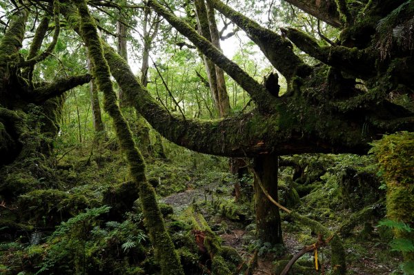 新北 烏來 塔曼山、玫瑰西魔山2293700