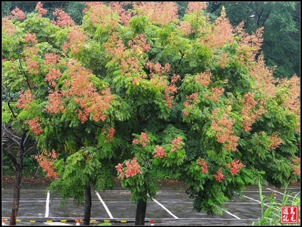 【開花筆記】秋天‧台灣欒樹