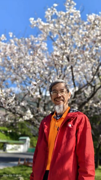 #中山樓 #陽明公園 #十八份 #吉野櫻 #墨染櫻（花葉同開/右側/左側大寒櫻） 3/113013202