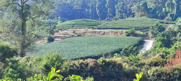 紫南宮-八通關古道(社寮線)2669251