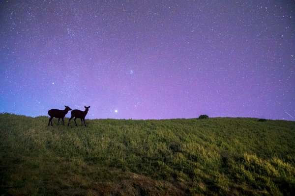 大小劍-油婆蘭全紀錄2674173