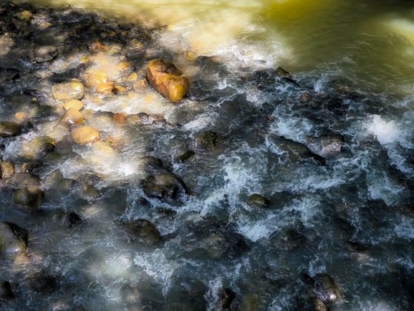 2024-08-22 澀水森林步道2578403