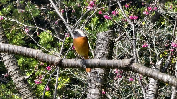 #河津櫻 #八重櫻 #山櫻花 #黃尾鴝 #綠繡眼 #夕陽 2/122997666