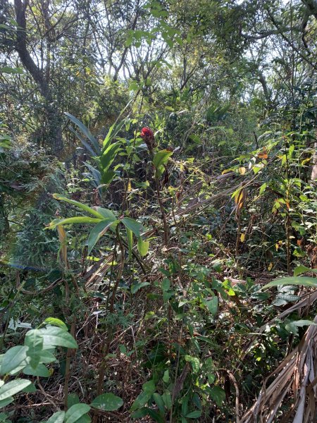 20251115台南南庄山2938069