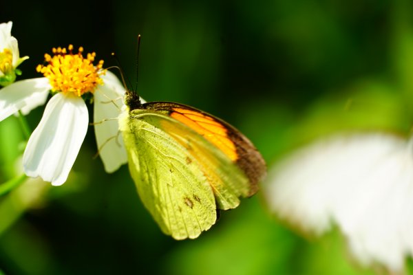 埔里彩蝶瀑布之國姓鄉眉冷山及糯米橋1466168