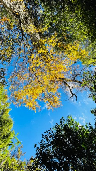 1101105內鳥嘴山.北得拉曼巨木1504314