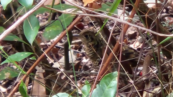 【中級山】谷關七雄波津加山2742324