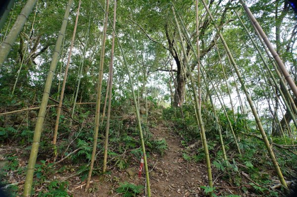 新竹 關西 馬武督山2914167