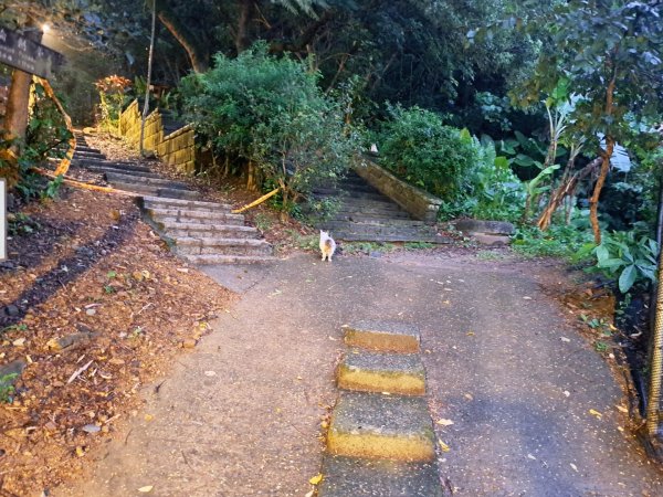 台北金面山親山步道3117284