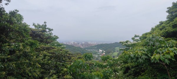 羊稠森林步道2776985