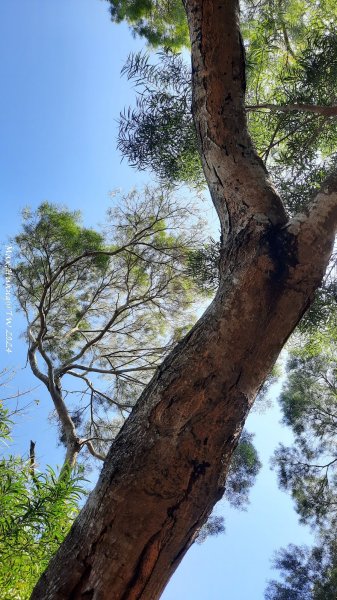 《彰化》富士櫻花｜花壇大嶺巷步道群及西來園（銀行山）登山步道202402132424695