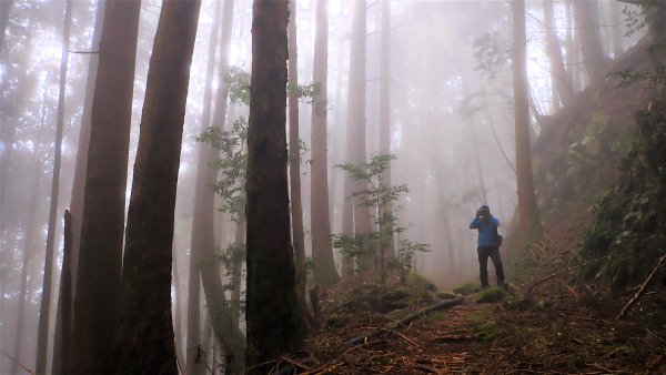 尋幽訪古遊走千年巨木和幻霧美森的樂山林道2882359