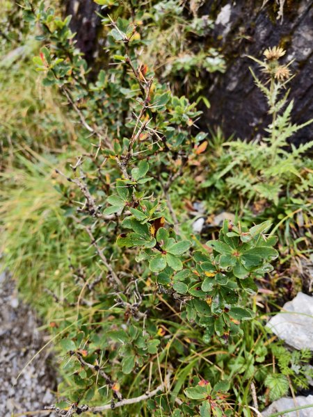 北一段(14/14)高山植物 2025_0906~132887653