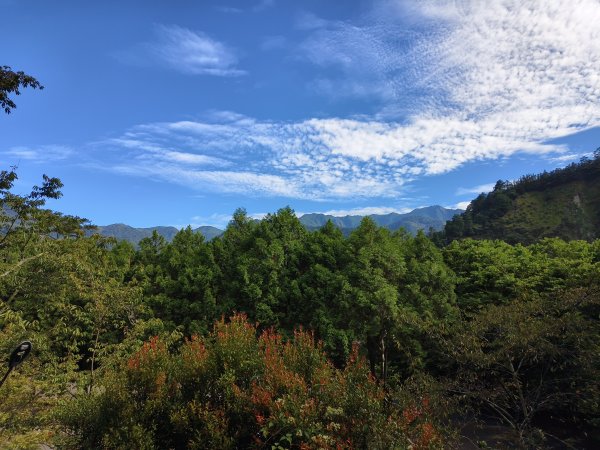 [百山百鳥尋旅-07/15] 2025_0831 八仙山國家森林遊樂區步道群2875955