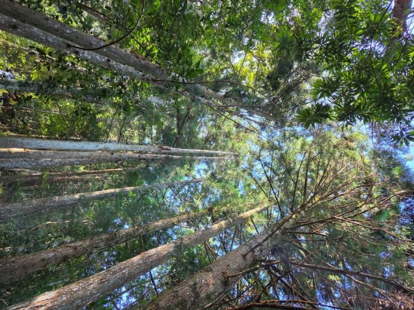 【中級山】麥巴來山，夢幻杉木林3089244